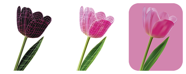 tulip pink color